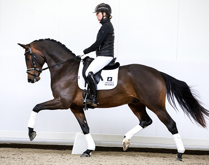 2019 Van Olst Sales' Horse in the Spotlight: Legolas T