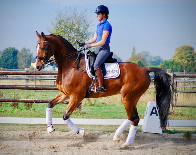 FEI Dressage Horse for Sale Sven