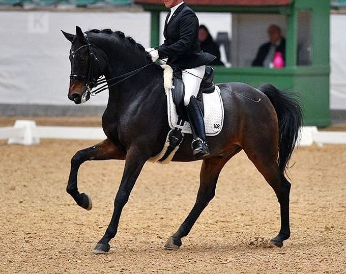 FEI Dressage Horse for Sale GB Rubis du Perchet CH