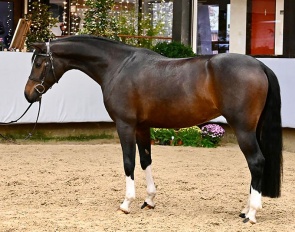 The dressage bred Fidelia (by For Romance x Weltmeyer) sold as a hunter to the U.S.A.