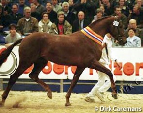 Rainbow (by Casanova x Winckenburg), the 2001 KWPN Stallion Licensing Champion :: Photo © Dirk Caremans