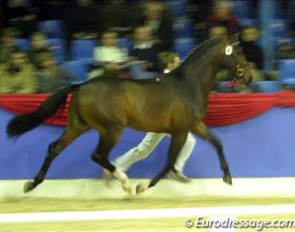 Young stallion at the 2003 Oldenburg Licensing :: Photo © Astrid Appels
