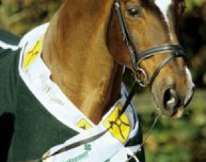 Argentinus, Hanoverian Stallion of the Year 2005