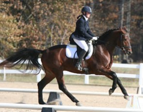 Fifth: Fielding, a 2004 Fred Astair/Lessing stallion owned and bred by Kate Palmquist, Rockbridge Bath, VA