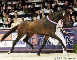 Zagreb, champion of the 2007 KWPN Stallion Licensing :: Photo © Dirk Caremans