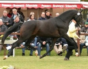Soliman de Hus, Champion of the 2007 Hanoverian Stallion Licensing :: Photo © Ridehesten.com