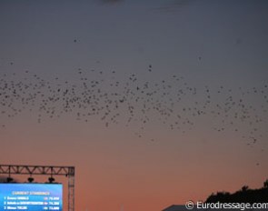 Birds flying over the Windsor arena at dusk