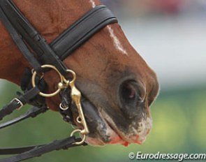 Horse bleeding from its mouth in competition :: Photo © Astrid Appels