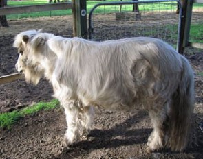 Pony in an advanced stage of cushings' disease