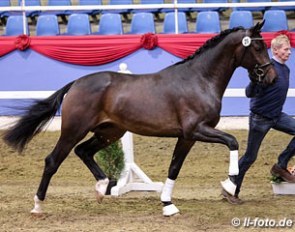 A Fidertanz x Latimer colt accepted for the 2012 Oldenburg Stallion Licensing :: Photo © LL-foto.de