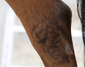 Interesting marking on this pony's hock