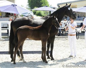 Sophie (by San Amour x Cabaret), the winning filly at the 2012 German Foal Show at Gestut Birkhof :: Photo © Robert Kraft