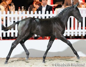 Gianna RR, price highlight at the 2012 Swiss Warmblood Foal Auction in Fehraltorf :: Photo © Elisabeth Weiland