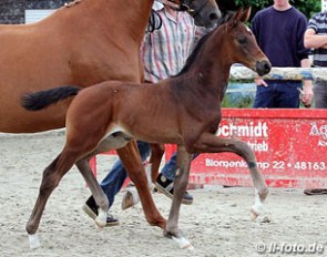 The champion colt by Franziskus x Quaterback at the 2012 Holkenbrink Foal Show in Munster-Albachten :: Photo © LL-foto.de