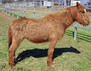 Pony with Cushing's disease