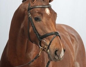 Believe Me at the 2012 Danish Warmblood Stallion Licensing :: Photo © Ridehesten.com