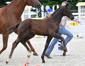 The Desperados x Westernhagen filly which won at the 2012 German Foal Show held in Lastrup :: Photo © Tanja Becker