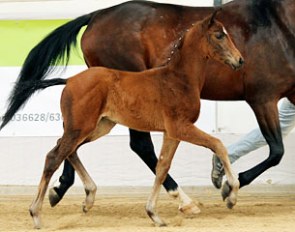 The Furstenball x Sandro Hit x Royal Dance filly which won the Moritzburg Foal Show