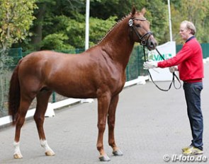 A young Fidertanz x Weltmeyer x Pik Bube II colt accepted for the 2012 Westfalian Stallion Licensing :: Photo © LL-foto.de