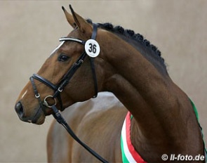 Like A Diamond (by Laureus x Lord Sinclair), champion of the 2012 Westfalian Stallion Licensing :: Photo © LL-foto.de
