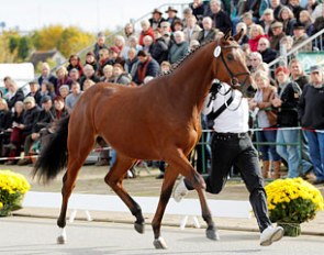 Amourano presented on hard surface at the 2012 Trakehner Stallion Licensing :: Photo © Stefan Lafrentz