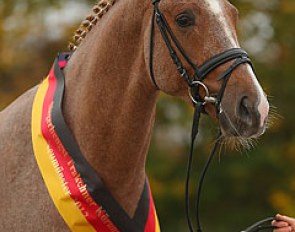 Donauruf, champion of the 2012 Trakehner Stallion Licensing :: Photo © Jutta Bauernschmitt