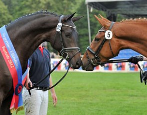 Champion mares Fasine and Con Leche at the 2012 Oldenburg Elite Mare Show in Rastede :: Photo © Kiki Beelitz