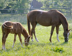 Donatha S with her Jazz filly Jule