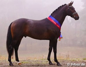 Follow Me (by Furstenball x Donnerschwee x Alabaster), champion of the 2012 Oldenburg Stallion Licensing :: Photo © LL-foto.de
