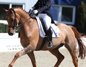 French young rider Alix van den Berghe on Romeo (by Rohdiamant x Freiherr)