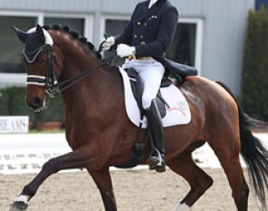 Thomas Wagner and Amoricelli at the 2013 German Professional Dressage Riders Championships in Hagen :: Photo © Astrid Appels