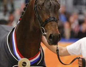 Fierce S, champion of the 2013 KWPN Stallion Licensing :: Photo © Dirk Caremans