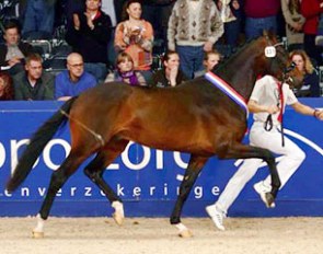 Fierce (by Ampere x Ferro), champion of the 2013 KWPN Stallion Licensing :: Photo courtesy KWPN