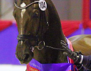 Best of Gold (by Belissimo M x Diamond Hit), champion of the 2013 Oldenburg Spring Saddle Licensing :: Photo © LL-foto.de
