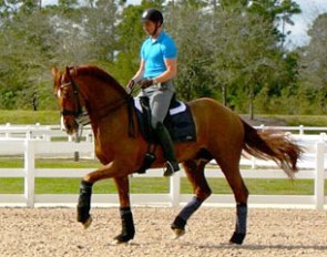Patrik Kittel schooling Scandic at the Jim Brandon Equestrian Centre in Palm Beach, Florida