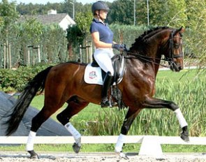 Licensed stallion San Dior for sale at the 2012 Equine Elite Auction