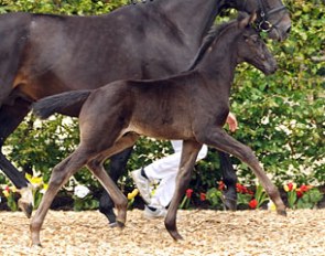 A Furstenball x Sir Donnerhall foal up for auction