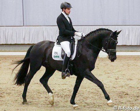 Trakehner licensing champion Perpignan Noir was recently put in training with Anabel Balkenhol but it was Philipp Kloth presenting him in Munster