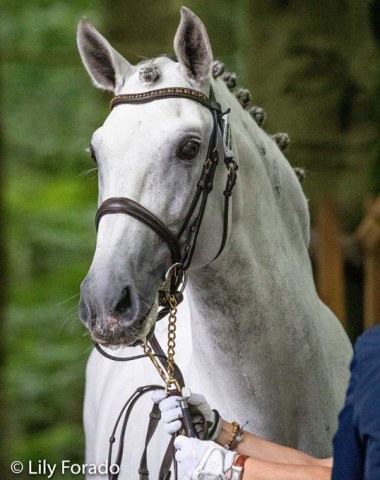 Lusitano horse power at the 2019 European Championships! No less than 9 purebred and 1 cross bred Lusitano out of 70 participating horses are in Rotterdam! This is Coroado