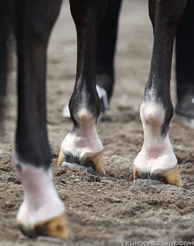 Lots of horses in Wellington have shoes with extra padding