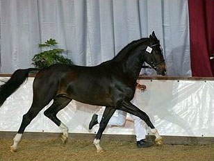 Fiderhit at the 2004 BWP stallion licensing :: Photo © Dirk Caremans