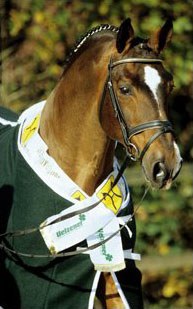 Argentinus, Hanoverian Stallion of the Year 2005
