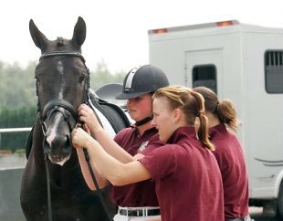 Equine Elite riders prepare a horse for a training session