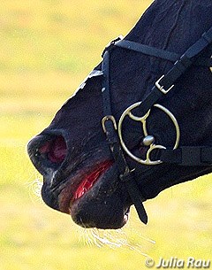 Blood in an eventing horse's mouth at the 2008 CCI Kreuth :: Photo © Julia Rau