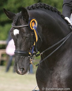 Danish Marie Louise Larsen's gorgeous stallion Romar
