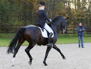Anouck Hoet wearing a neck collar while preparing Wild Diamond for competition. Trainer Wim Verwimp supervises
