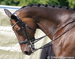Horse with a Baucher snaffle in the double bridle