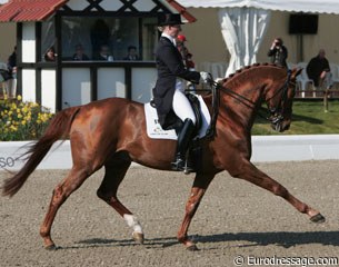 Kristy Oatley back in the CDI show ring with Quando Quando (by Quattro B)