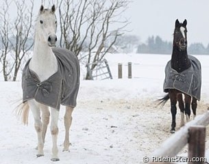 Blue Hors Matine and Blue Hors Cavan enjoying their retirement in the field at Blue Hors Stud :: Photo © Ridehesten.com