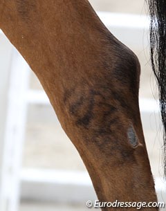 Interesting marking on this pony's hock